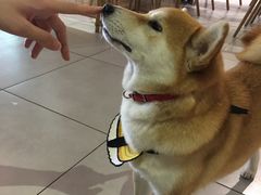 -柴务处·柴犬主题狗咖