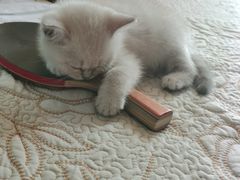 -北京恒爱动物医院(清景园分院)