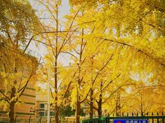 -三里屯东五街银杏大道