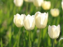 -北京国际鲜花港