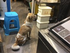 -傅强排骨(成都总店)