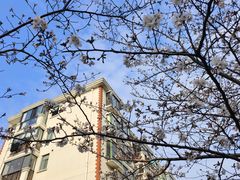 -高东镇樱花园