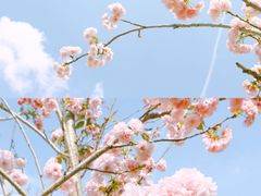 -天适樱花悠乐园