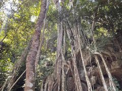 -中国科学院西双版纳热带植物园