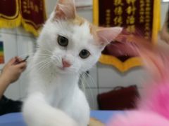 -西安京西宠物医院·瘫痪·疑难杂症