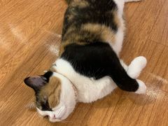 -猫冇咖·家门口的撸猫馆(大融城店)