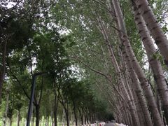-东郊湿地公园