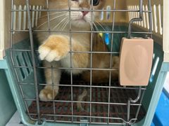 -达爱动物医院·犬猫分区·CT·复杂眼科(远洋山水分院)