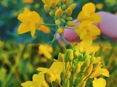 -光明小镇欢乐田园