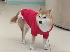 -怪兽屋·羊驼·猫咖·狗咖(俊华广场店)