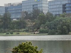 -华侨城湿地公园