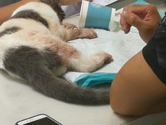 -爱诺耐芙动物医院(万博店)