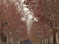 -大渡口区义渡公园