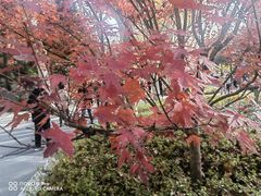 -和平公园