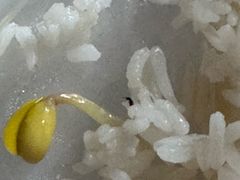 -龙上水现炒生料(柳沙店)