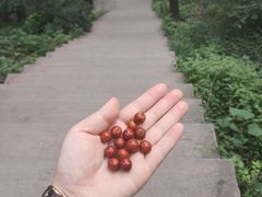 -香山公园