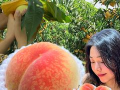 -老袁家蜜桃农场·阳山水蜜桃