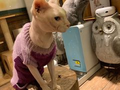 -more than meow吴止猫主题餐厅(承德 中船汇店)