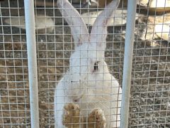 -福建鲤鱼洲酒店