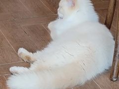 -暗黑魔法·玄灵未妖阁·塔罗·占星·心理咨询