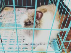 -志龙皇冠吃货椰子铺