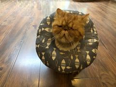 -猫友咖啡店(玉林西路店)