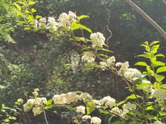 -雾灵西峰