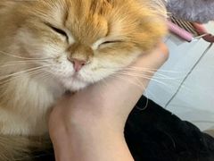 -艾贝尔宠物医院·24H转诊中心·肿瘤猫专科(江宁双龙店)