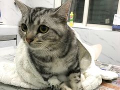 -伟伟宠物医院·CT影像中心·瑞派犬猫综合性门诊(汉口总院)