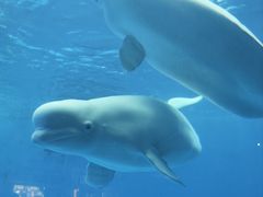 -海合安成都极地海洋公园