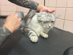 -FAELING PETS美天灵宠物(富力广场店)