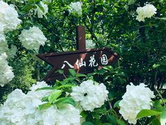 -上海共青森林公园