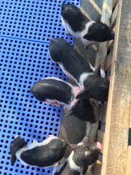 -萌宠亲子动物乐园(槐房万达店)