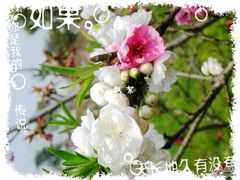 -瀛洲公园