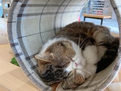 -瞄一喵猫咖(格力海岸店)