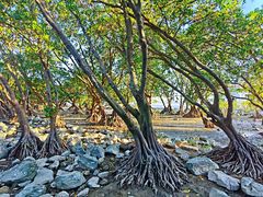 -宝安西湾红树林湿地公园