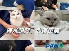 -佩兹宠物医院肿瘤专科·眼科·牙科(黄浦店)