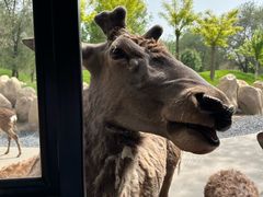 -北京野生动物园