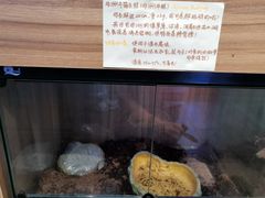 -酷以爬仙阁实体爬宠店·守宫·蜥蜴·专业繁育