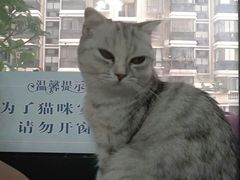 -喵的天空名猫咖啡馆·撸猫·猫舍·用品