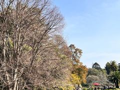 -墨尔本皇家植物园