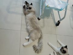 -怪兽屋·羊驼·猫咖·狗咖(俊华广场店)