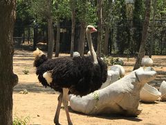 -大连森林动物园