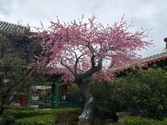 -珠海圆明新园