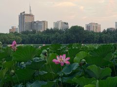 -莲花池公园