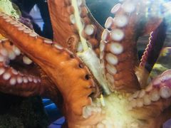 -西雅图水族馆