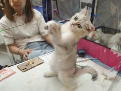 -飞行喵MR PILOT|猫舍·猫咖(静安大融城店)