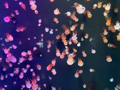-石家庄极地海洋世界