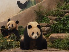 -中国大熊猫保护研究中心雅安碧峰峡基地