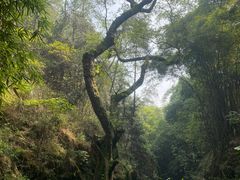 -南山植物园